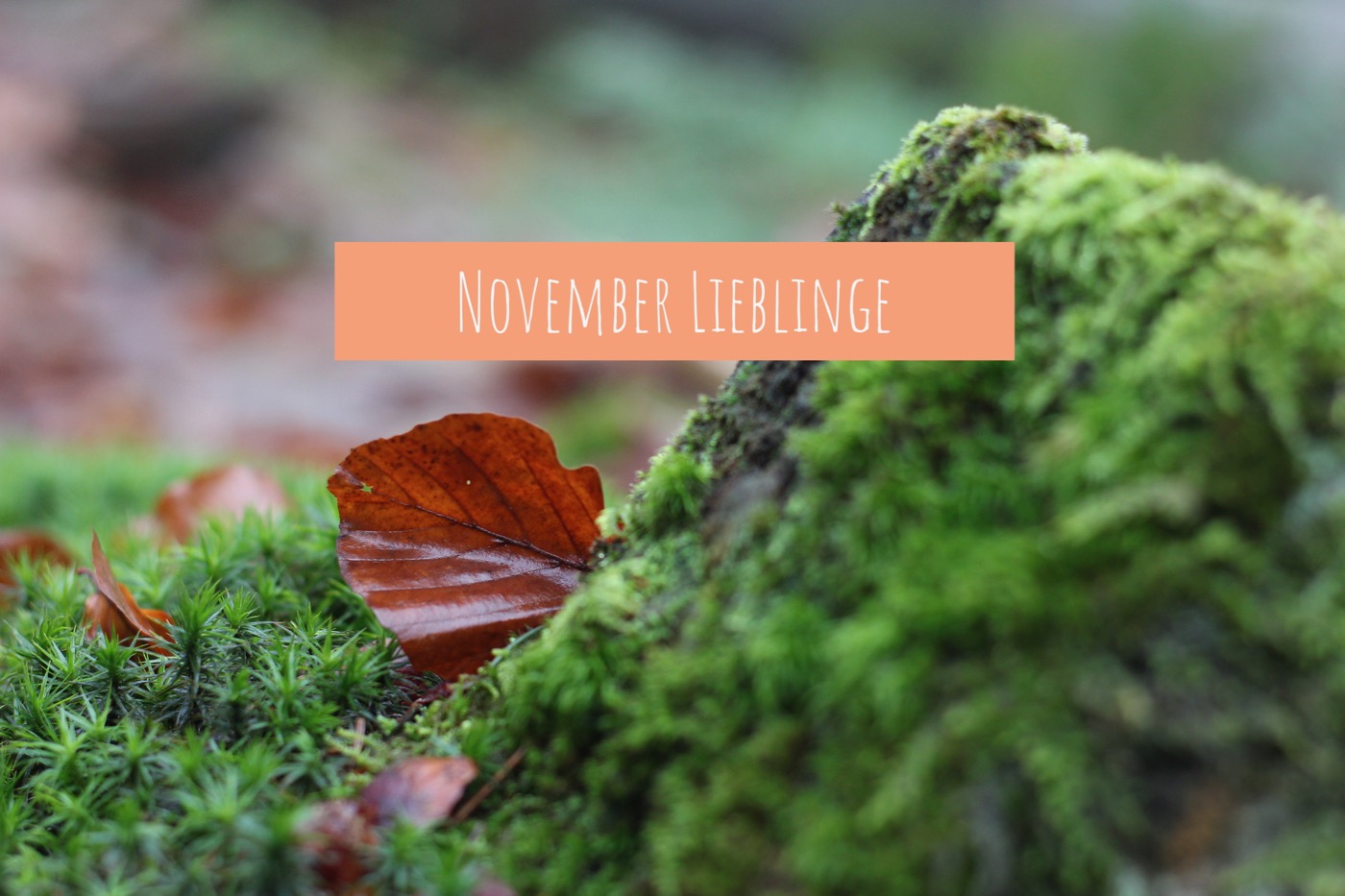 November Lieblinge 